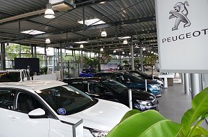Innenansicht eines Peugeot-Autohauses mit mehreren ausgestellten Autos in einer hellen, modernen Halle. Links vorne ein weißes Fahrzeug, im Hintergrund weitere Autos in unterschiedlichen Farben, rechts ein Schild mit Peugeot-Logo.